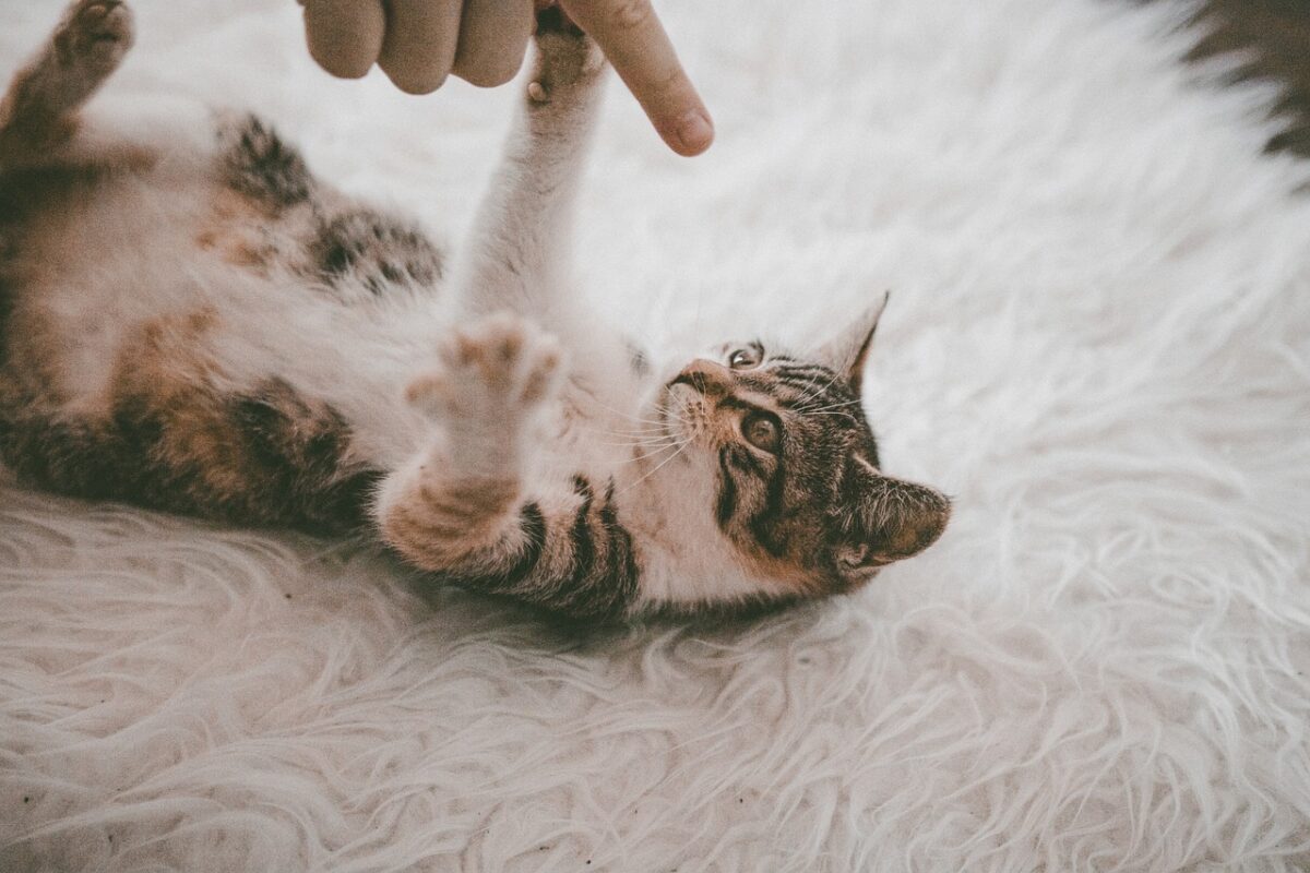 cat, kitten, nature, pet, kitty, animals, cute, animal, carpet