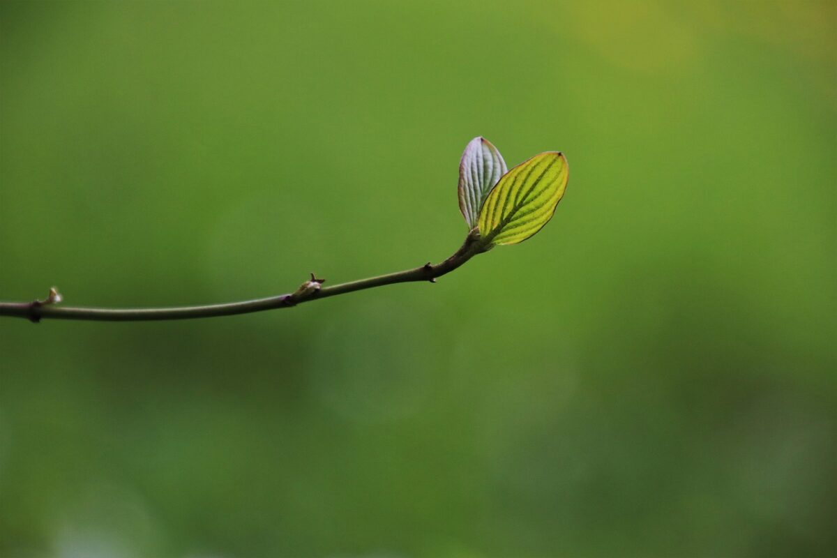 leaf, rostock, growth, plants, sprig, hd wallpaper, beautiful nature, nature wallpaper, green, spring young leaves, nature, closeup, green gardening, branch, spring, nature background, grows, spring awakening, spring background, green wallpaper, grow, green growth, natural plant, green park, green pattern, fresh, minimalistic