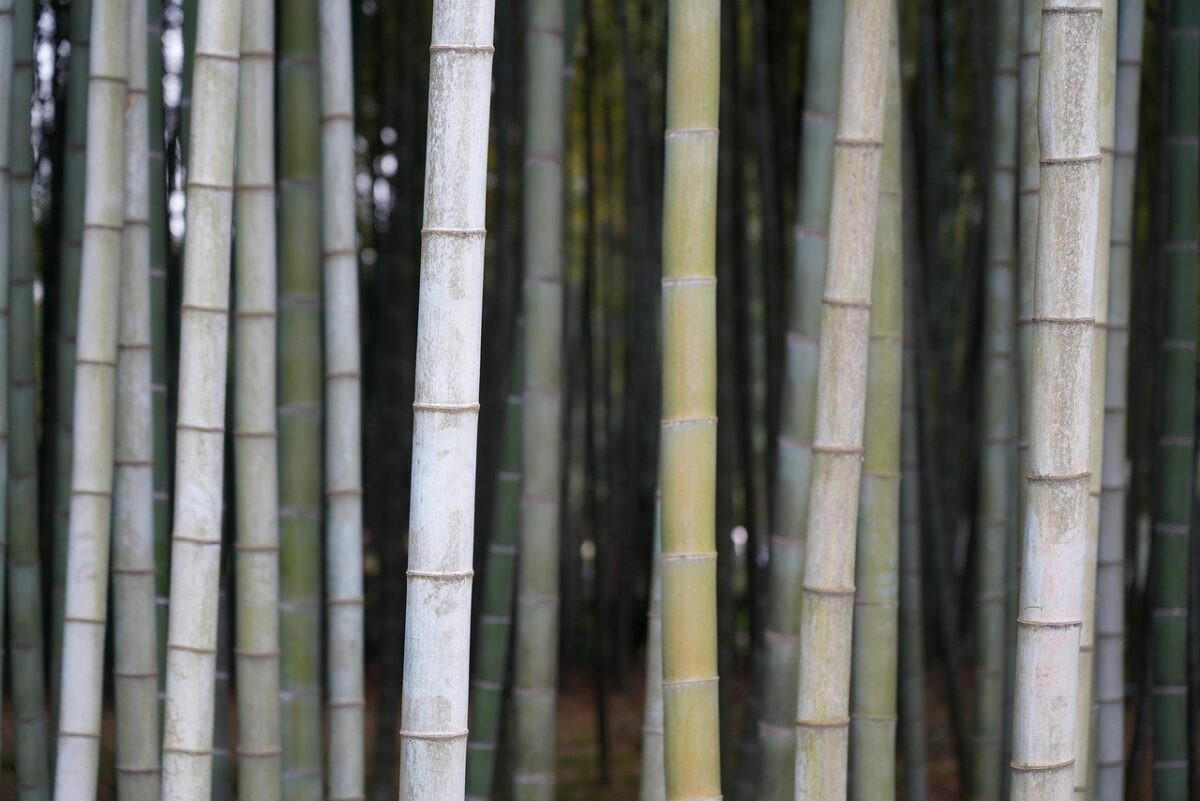bamboo, tree, plant, green, jungle, reed, nature, forest